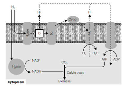 435_Other light-independent mechanisms for fixing carbon dioxide.png